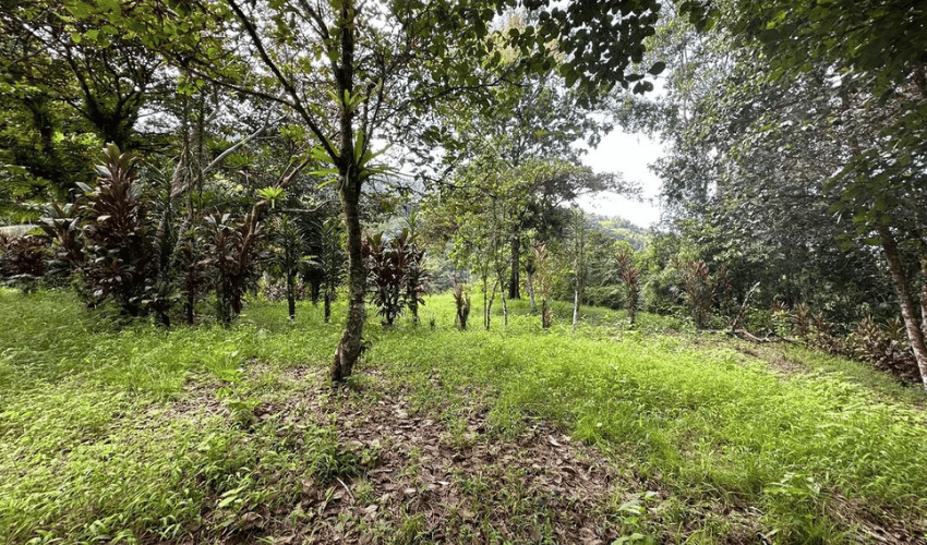 Portalon, Savegre de Aguirre, 60602, ,Land,For Sale,Portalon,1088