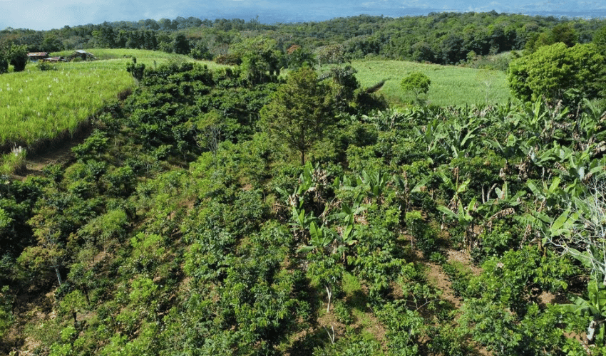 Santa Elena, Perez Zeledon, 11905, ,Land,For Sale,Santa Elena,1089