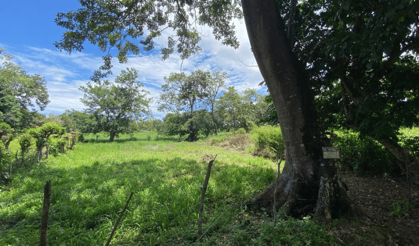 Matapalo, Quepos, 60602, ,Land,For Sale,Matapalo,1096