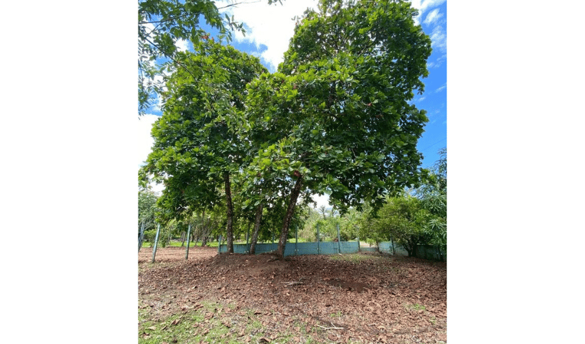 Matapalo, Quepos, 60602, ,Land,For Sale,Matapalo,1096