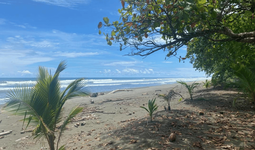 Matapalo, Quepos, 60602, ,Land,For Sale,Matapalo,1096