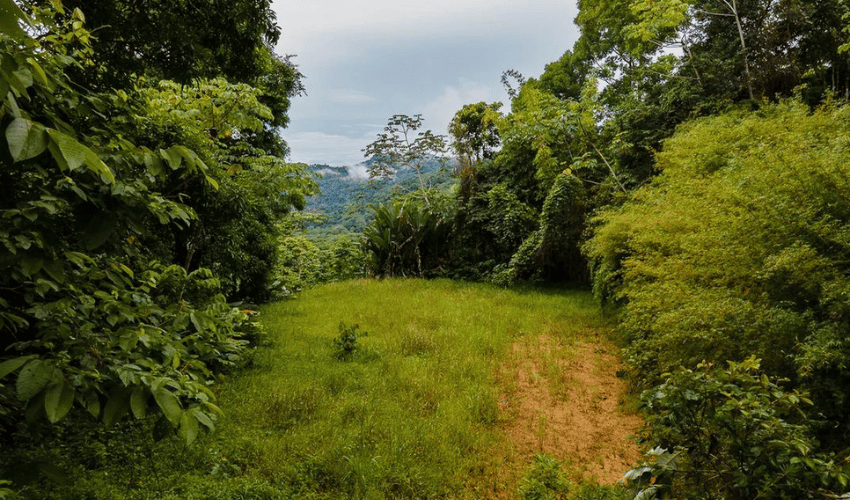 Platanillo, Perez Zeledon, 11909, ,Land,For Sale,Platanillo,1097