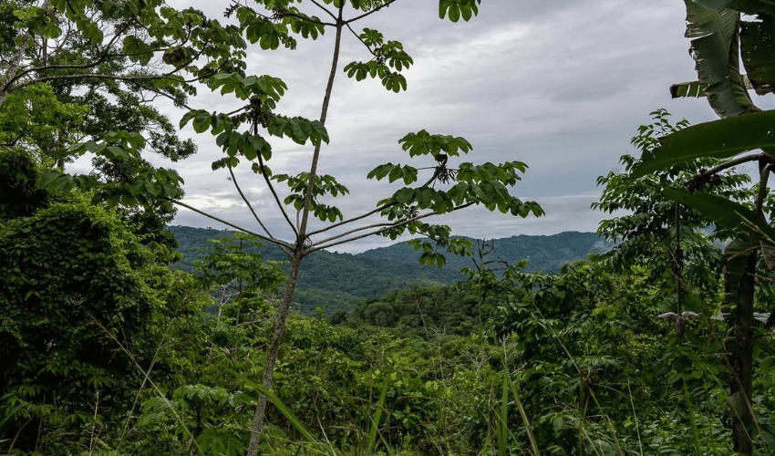 Platanillo, Perez Zeledon, 11909, ,Land,For Sale,Platanillo,1097