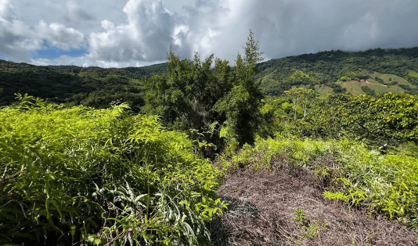 San Salvador de Baru, Perez Zeledon, 11909, ,Land,For Sale,San Salvador de Baru,1099