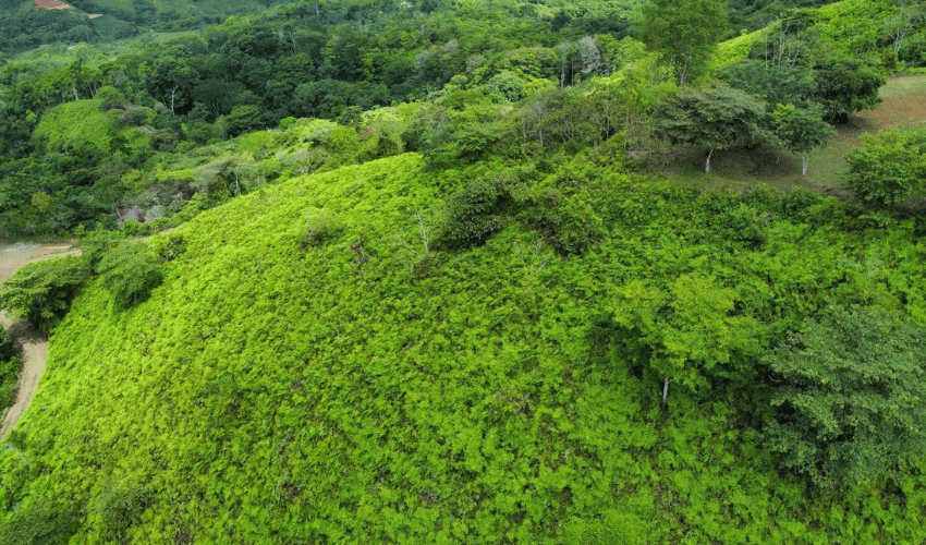 San Salvador de Baru, Perez Zeledon, 11909, ,Land,For Sale,San Salvador de Baru,1099