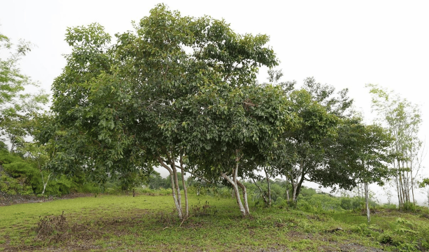 San Salvador de Baru, Perez Zeledon, 11909, ,Land,For Sale,San Salvador de Baru,1099