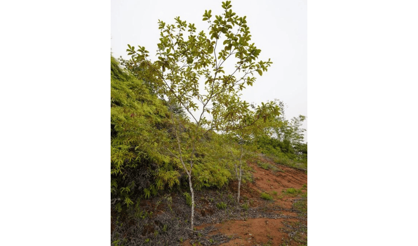 San Salvador de Baru, Perez Zeledon, 11909, ,Land,For Sale,San Salvador de Baru,1099