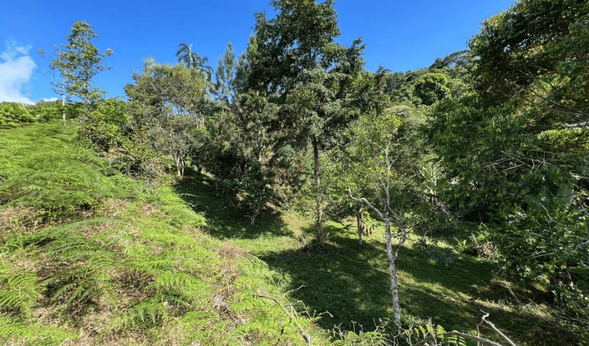 San Rafael Norte, Perez Zeledon, 11901, ,Land,For Sale,San Rafael Norte,1105