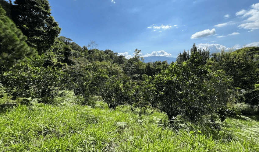 San Rafael Norte, Perez Zeledon, 11901, ,Land,For Sale,San Rafael Norte,1105