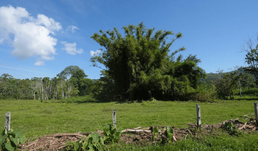 Puerto Jimenez, Osa, 60702, ,Land,For Sale,Puerto Jimenez,1111