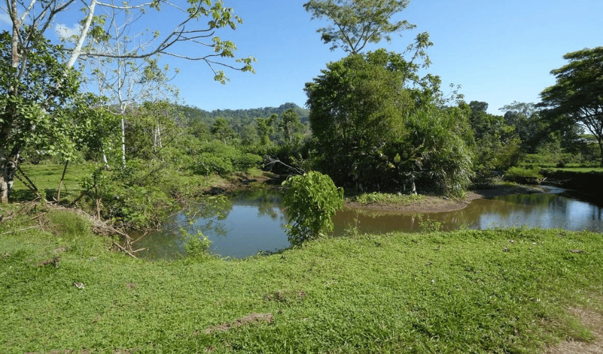 Puerto Jimenez, Osa, 60702, ,Land,For Sale,Puerto Jimenez,1111