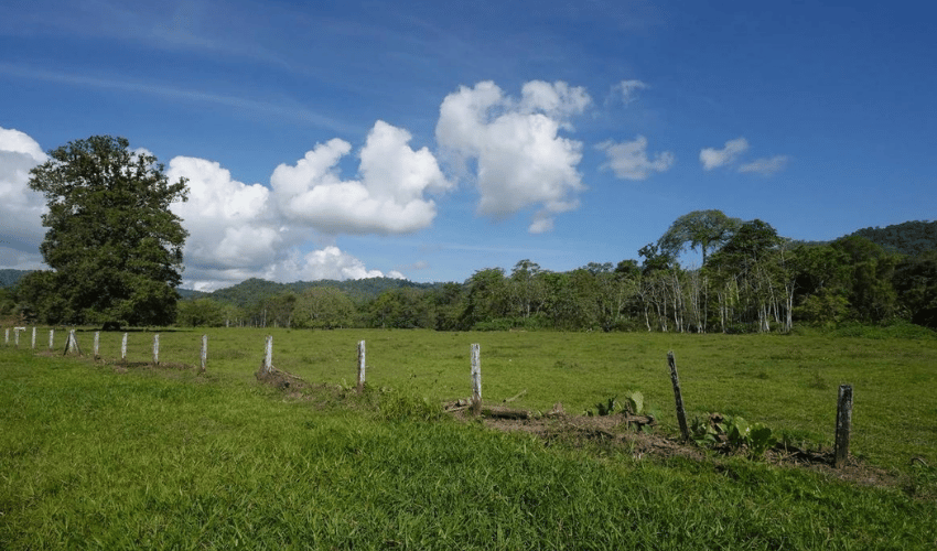 Puerto Jimenez, Osa, 60702, ,Land,For Sale,Puerto Jimenez,1111