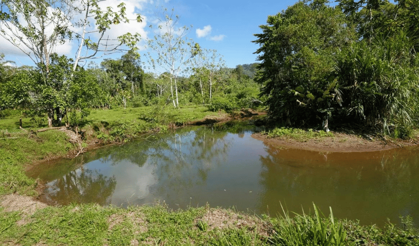 Puerto Jimenez, Osa, 60702, ,Land,For Sale,Puerto Jimenez,1111