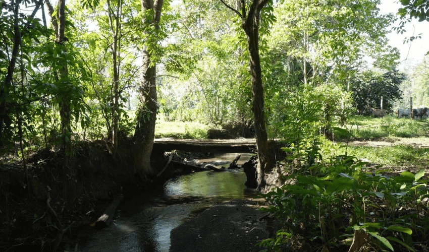 Puerto Jimenez, Osa, 60702, ,Land,For Sale,Puerto Jimenez,1111