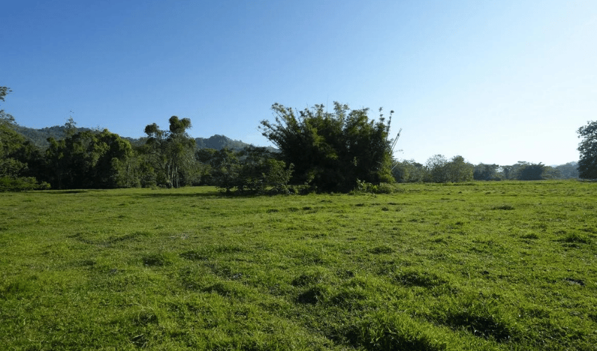 Puerto Jimenez, Osa, 60702, ,Land,For Sale,Puerto Jimenez,1111