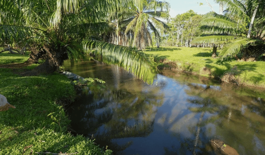 Puerto Jimenez, Osa, 60702, ,Land,For Sale,Puerto Jimenez,1111