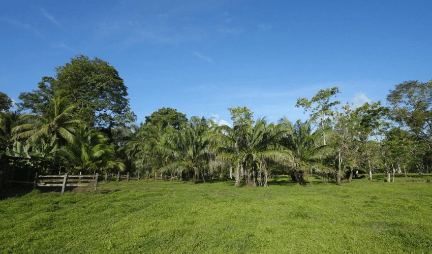 Puerto Jimenez, Osa, 60702, ,Land,For Sale,Puerto Jimenez,1111