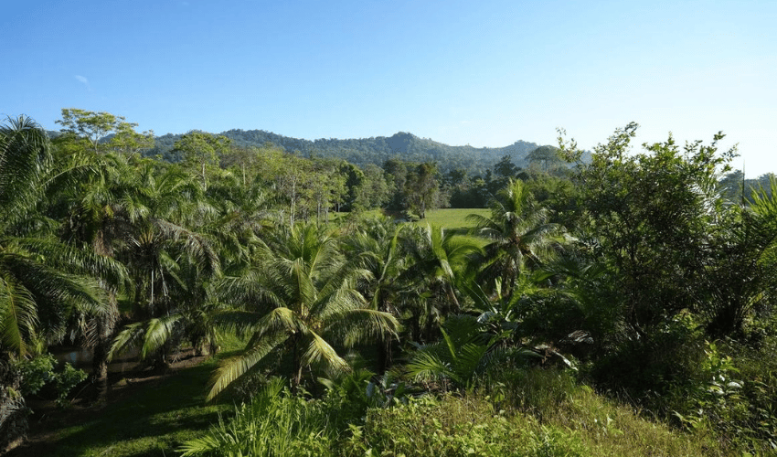 Puerto Jimenez, Osa, 60702, ,Land,For Sale,Puerto Jimenez,1111