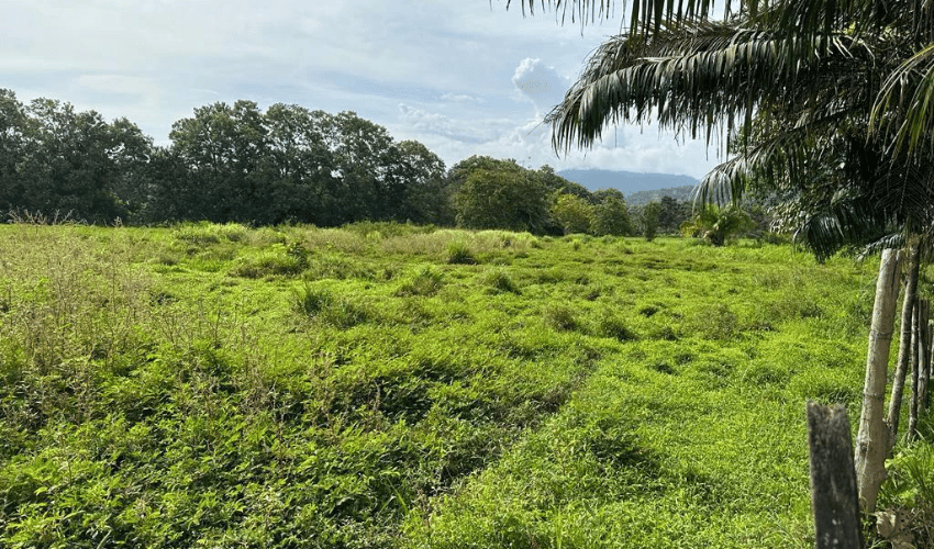 Matapalo, Quepos, 60602, ,Land,For Sale,Matapalo,1112