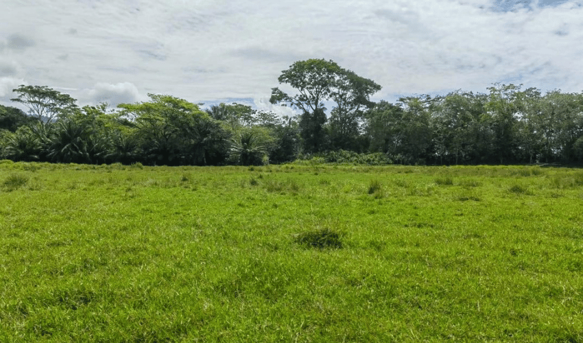 Matapalo, Quepos, 60602, ,Land,For Sale,Matapalo,1112