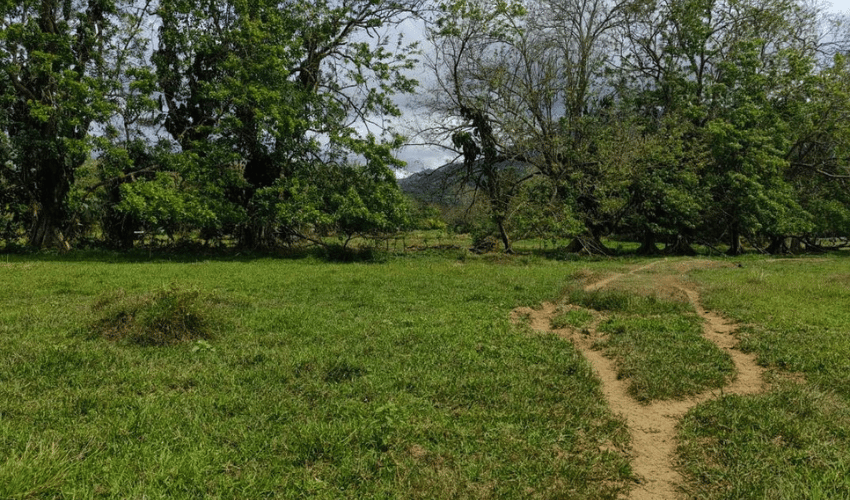 Matapalo, Quepos, 60602, ,Land,For Sale,Matapalo,1112