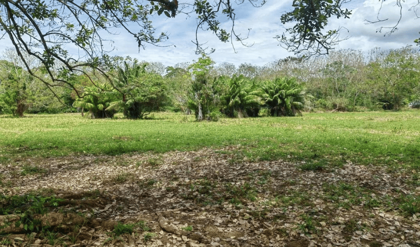 Matapalo, Quepos, 60602, ,Land,For Sale,Matapalo,1112