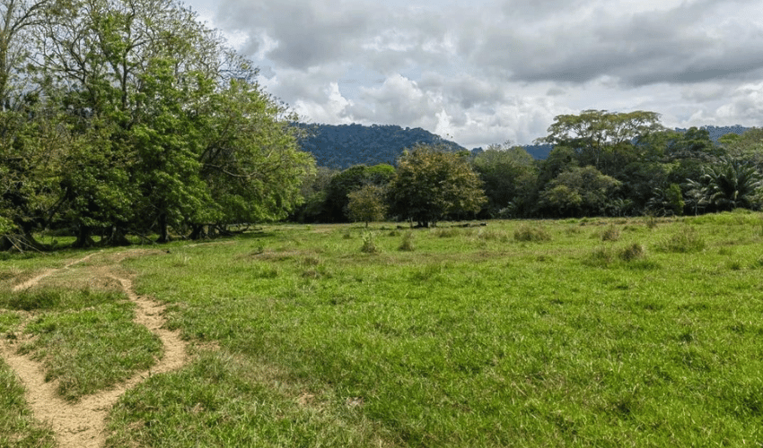 Matapalo, Quepos, 60602, ,Land,For Sale,Matapalo,1112