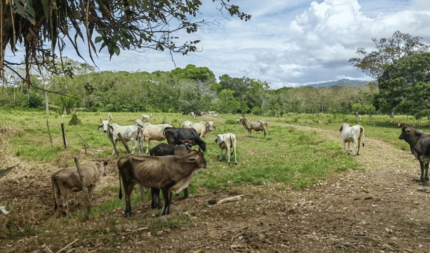 Matapalo, Quepos, 60602, ,Land,For Sale,Matapalo,1112