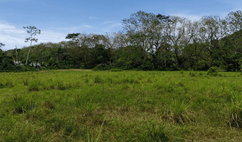 Matapalo, Quepos, 60602, ,Land,For Sale,Matapalo,1112