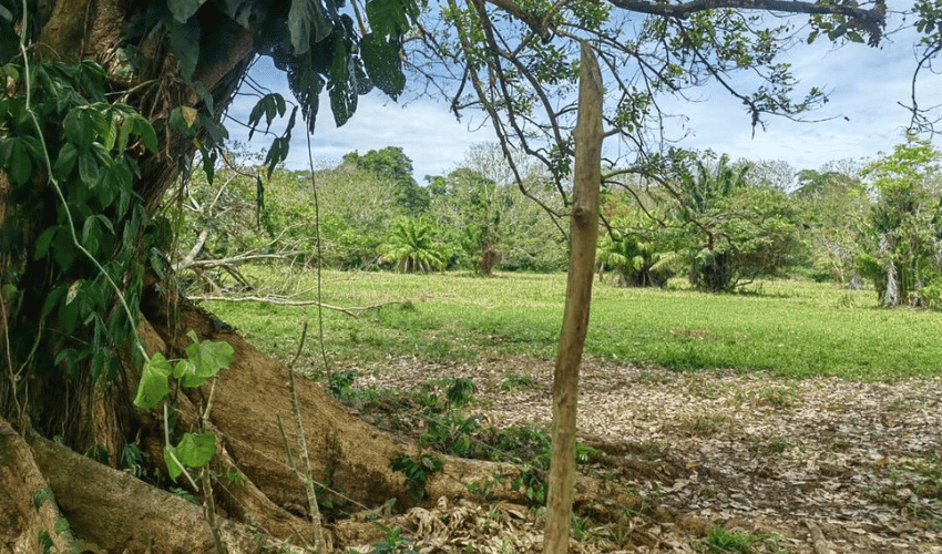 Matapalo, Quepos, 60602, ,Land,For Sale,Matapalo,1112