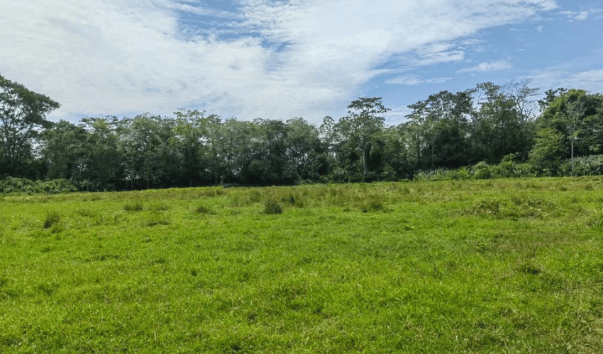 Matapalo, Quepos, 60602, ,Land,For Sale,Matapalo,1112