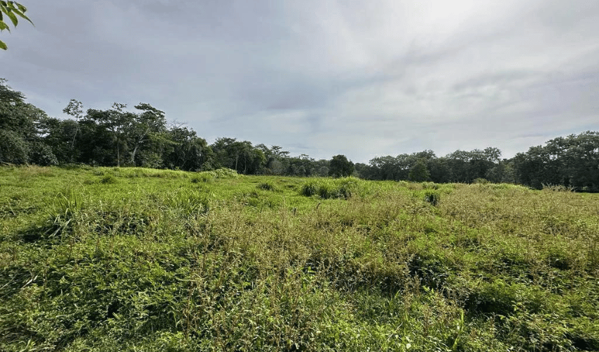 Matapalo, Quepos, 60602, ,Land,For Sale,Matapalo,1112