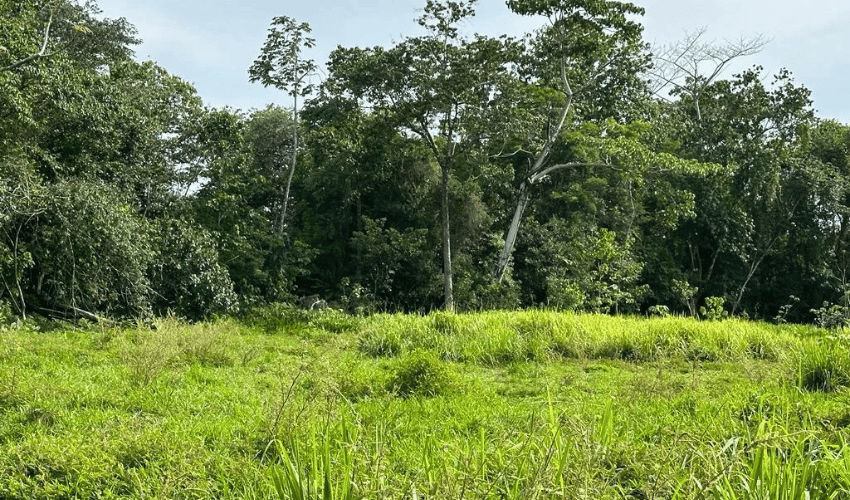 Matapalo, Quepos, 60602, ,Land,For Sale,Matapalo,1112