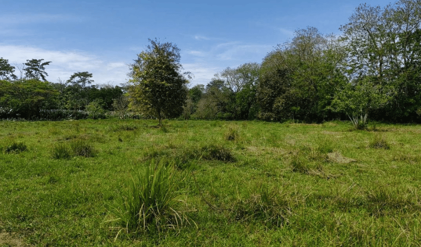 Matapalo, Quepos, 60602, ,Land,For Sale,Matapalo,1112