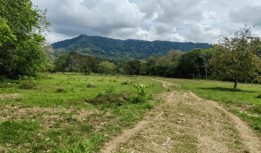 Matapalo, Quepos, 60602, ,Land,For Sale,Matapalo,1112