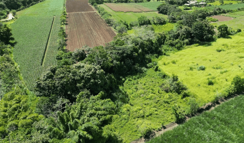 Rosario Pacuar, Perez Zeledon, 11901, ,Land,For Sale,Rosario Pacuar,1115