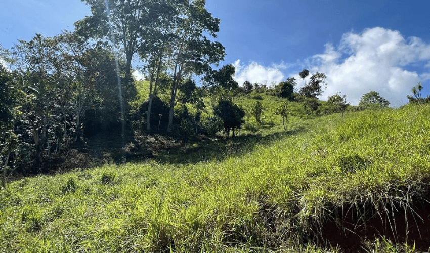 Los Reyes, Perez Zeledon, 11906, ,Land,For Sale,Los Reyes,1116