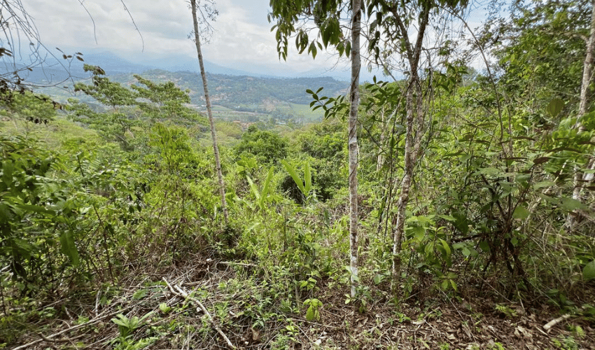 Rosario de Pacuar, Perez Zeledon, 11901, ,Land,For Sale,Rosario de Pacuar,1117