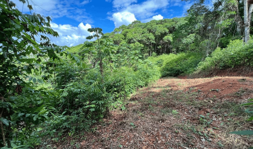 San Salvador de Baru, Puntarenas, 11909, ,Land,For Sale,San Salvador de Baru,1119