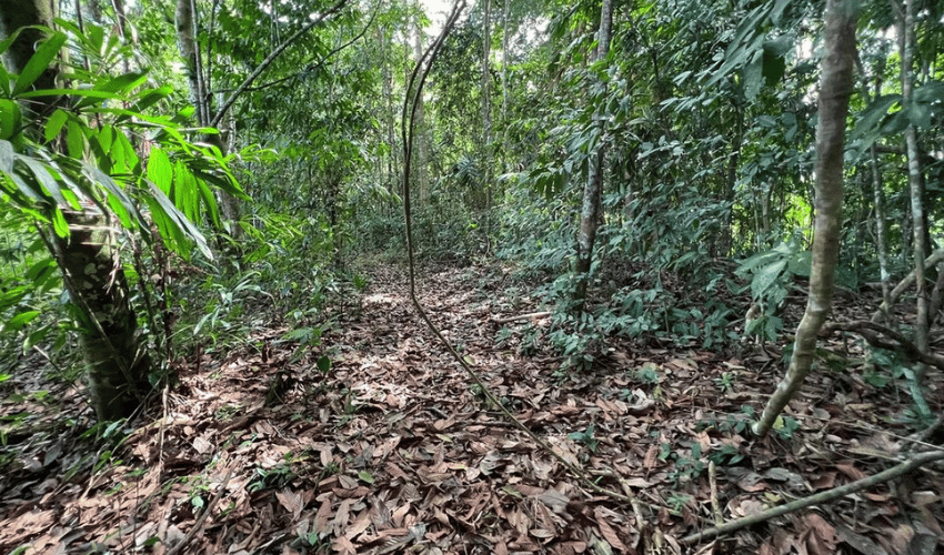 San Salvador de Baru, Puntarenas, 11909, ,Land,For Sale,San Salvador de Baru,1119