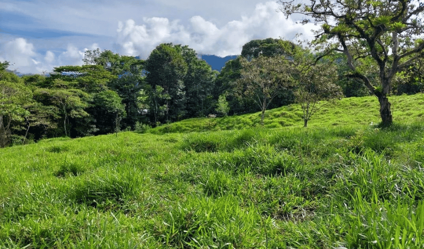 Barú, Perez Zeledon, 11909, ,Land,For Sale,Barú,1125