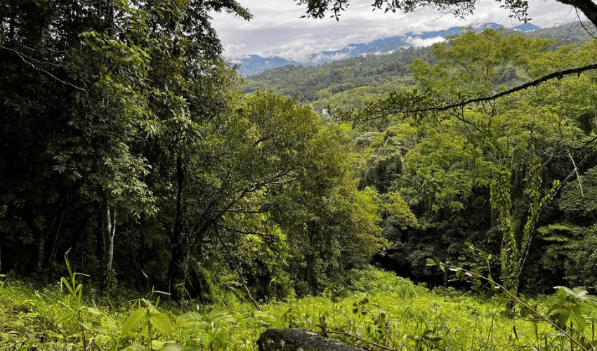 La Linda, Perez Zeledon, 11902, ,Land,For Sale,La Linda,1130