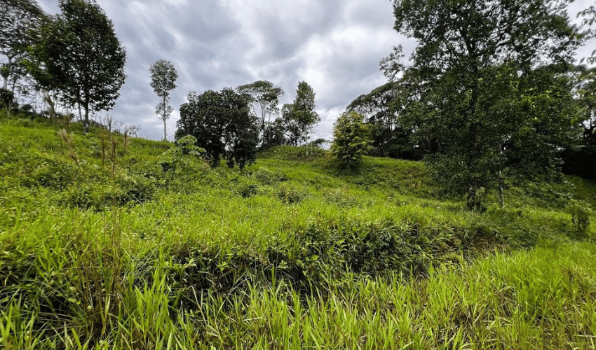 La Linda, Perez Zeledon, 11902, ,Land,For Sale,La Linda,1130