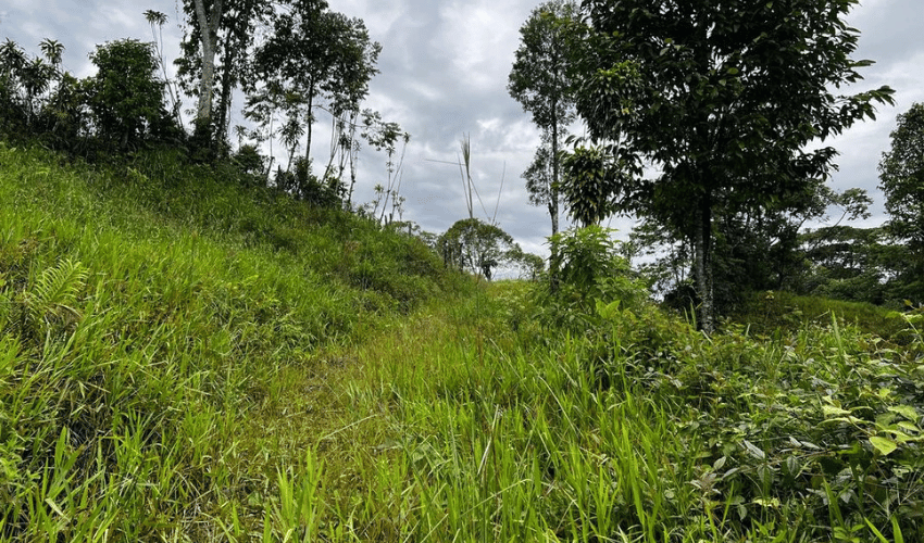 La Linda, Perez Zeledon, 11902, ,Land,For Sale,La Linda,1130