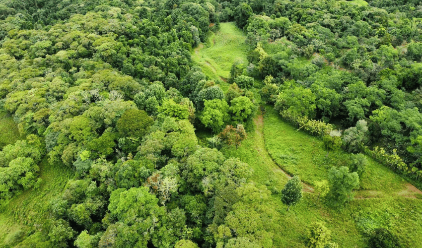 La Linda, Perez Zeledon, 11902, ,Land,For Sale,La Linda,1130