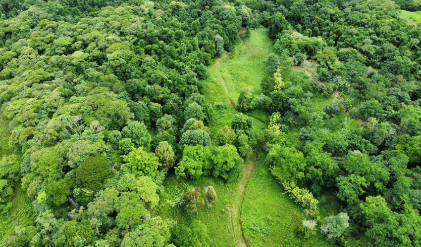 La Linda, Perez Zeledon, 11902, ,Land,For Sale,La Linda,1130