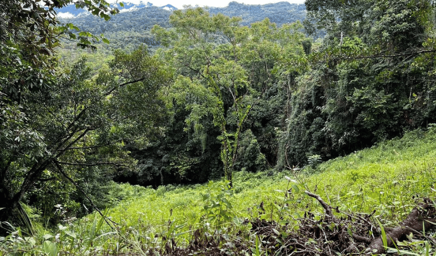 La Linda, Perez Zeledon, 11902, ,Land,For Sale,La Linda,1130