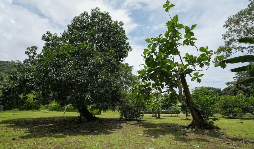 Hatillo, Quepos, 60602, ,Land,For Sale,Hatillo,1133