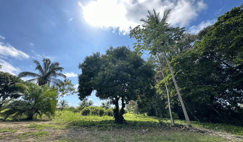 Uvita, Osa, 60504, ,Commercial,For Sale,Uvita,1134