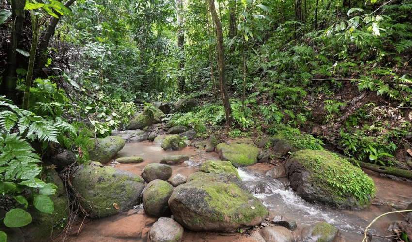 Portalón, Quepos, 60602, ,Land,For Sale,Portalón,1138